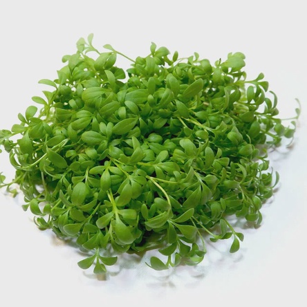 Микрозелень